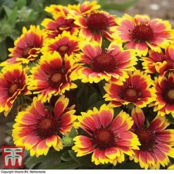 Gaillardia Aristata 'Arizona Sun' -Garden Central Sales Store GAIL T64144 E