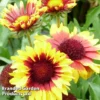 Gaillardia 'Torchlight'