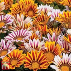 Garden Ready Bedding Collection -Garden Central Sales Store GARD KB3128 C