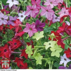 Garden Ready Bedding Collection -Garden Central Sales Store GARD KB3128 E