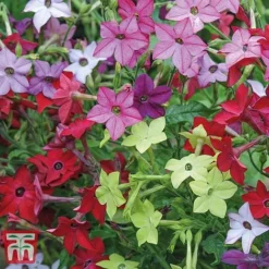 Garden Ready Bumper Collection -Garden Central Sales Store GARD KB3132 D