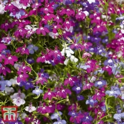 Garden Ready Bumper Collection -Garden Central Sales Store GARD KB3132 F