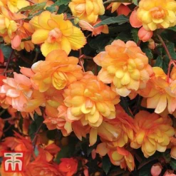 Garden Ready Bumper Collection -Garden Central Sales Store GARD KB3132 G