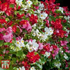 Garden Ready Bumper Collection -Garden Central Sales Store GARD KB3132 H