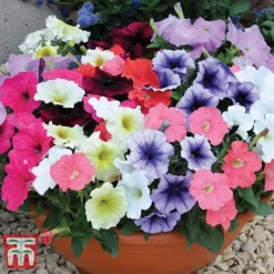 Garden Ready Bumper Collection -Garden Central Sales Store GARD KB3132 K