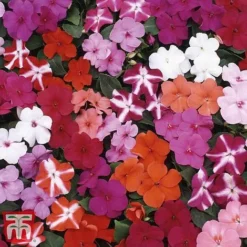 Garden Ready Basket Collection -Garden Central Sales Store GARD KB3132 L