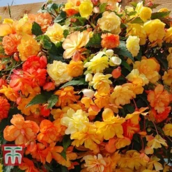 Garden Ready Basket Collection -Garden Central Sales Store GARD KB3133 C