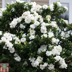 Gardenia 'Crown Jewels' -Garden Central Sales Store GARD P94550 C