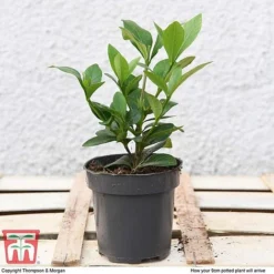 Gardenia 'Crown Jewels' -Garden Central Sales Store GARD P94550 D1