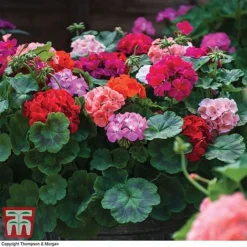 Garden Ready Container Collection -Garden Central Sales Store GARD T57590P C