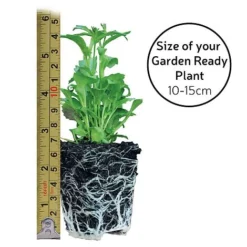 Garden Ready Basket Collection -Garden Central Sales Store GARDEN READY SIZE23