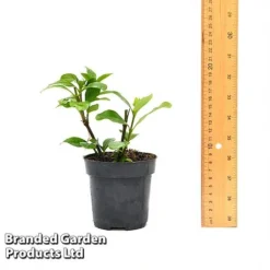 Gardenia 'Crown Jewels' -Garden Central Sales Store GARD CROWNJ9CM T44317