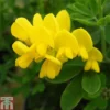 Genista 'Porlock'