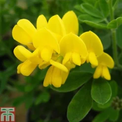 Genista 'Porlock'