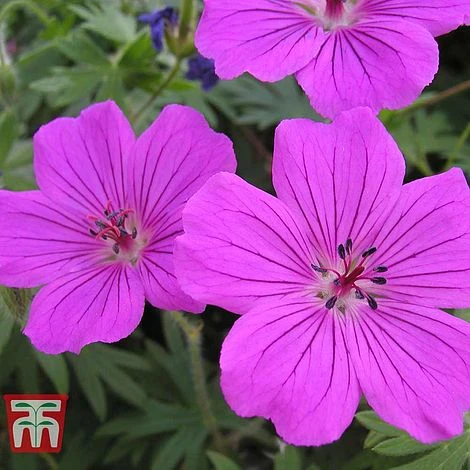 Geranium Sanguineum 'Tiny Monster' 2 Geranium Sanguineum 'Tiny Monster' - Image 2