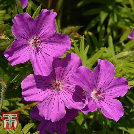 Geranium Sanguineum 'Tiny Monster' 1 Geranium Sanguineum 'Tiny Monster'