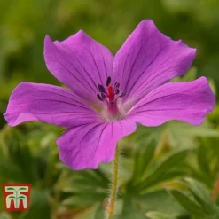 Geranium Sanguineum 'Tiny Monster' 7 Geranium Sanguineum 'Tiny Monster' -Garden Central Sales Store GER WKB7243 D