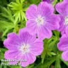 Geranium Sanguineum Vision Violet