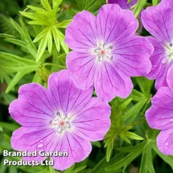 Geranium Sanguineum Vision Violet