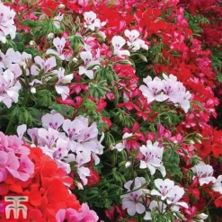 Geranium 'GeRainbow&trade; Mixed' -Garden Central Sales Store GERA 91853 C