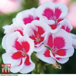 Geranium 'Flower Fairy Splash' Duo -Garden Central Sales Store GERA KB2797 C