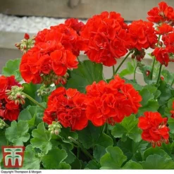 Geranium 'Power Red' -Garden Central Sales Store GERA P92143A C