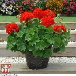 Geranium 'Power Red' -Garden Central Sales Store GERA P92143A D
