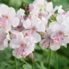 Geranium Cantabrigiense 'Biokovo'
