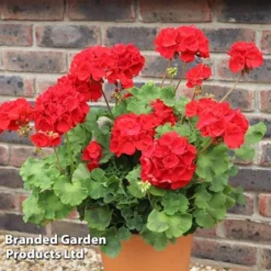Geranium 'Grandeur Power Red' -Garden Central Sales Store GERA T79122 A