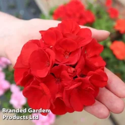 Geranium 'Grandeur Power Red' -Garden Central Sales Store GERA T79122 C