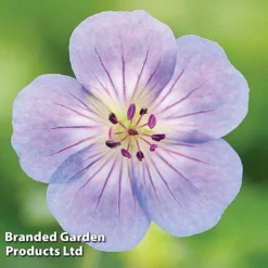 Geranium 'Azure Rush'