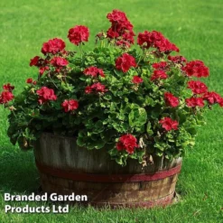 Geranium Giants Collection -Garden Central Sales Store GERA GRANDVIOL L41307