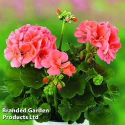 Geranium Giants Collection -Garden Central Sales Store GERA GRCLSALMO S04734