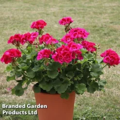 Geranium Giants Collection -Garden Central Sales Store GERA POWERVIOL S14646