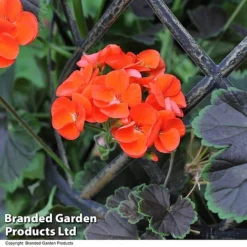 Geranium 'Tall Dark & Handsome Orange' -Garden Central Sales Store GERA TALLDKHSM T23686