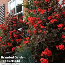 Geranium 'Tall Dark & Handsome Orange' -Garden Central Sales Store GERA TALLDKHSM T33985