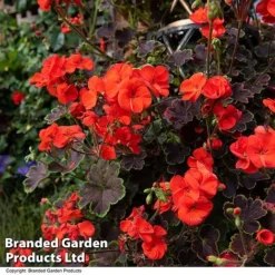 Geranium 'Tall Dark & Handsome Orange' -Garden Central Sales Store GERA TALLDKHSM T33987