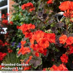 Geranium 'Tall Dark & Handsome Orange' -Garden Central Sales Store GERA TALLDKHSM T33988