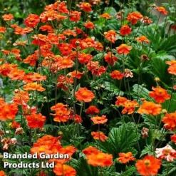 Perennial Collection -Garden Central Sales Store GEUM MRSBRADSH L3401311