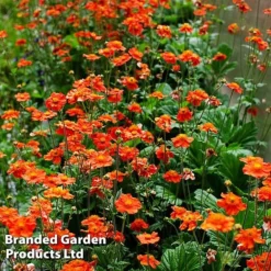 Best Value Perennial Collection -Garden Central Sales Store GEUM MRSBRADSH L34013202