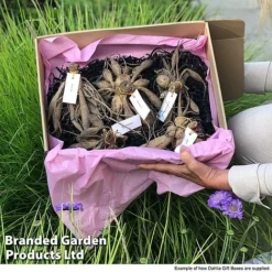 Dahlia 'Linda's Baby' Collection -Garden Central Sales Store GIFT DAHLIABOX S466572