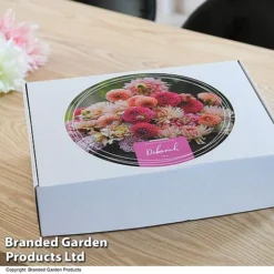 Dahlia 'Deborah' Collection -Garden Central Sales Store GIFT DAHLIABOX T48753