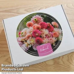 Dahlia 'Deborah' Collection -Garden Central Sales Store GIFT DAHLIABOX T48761