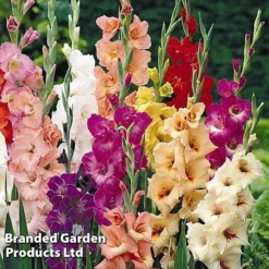 Gladioli Mixed -Garden Central Sales Store GLAD KB0060 C