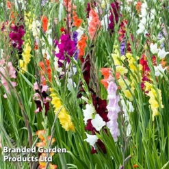Gladioli Mixed -Garden Central Sales Store GLAD KB0060 D