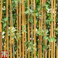 Golden Bamboo -Garden Central Sales Store GOLD KB0590 B