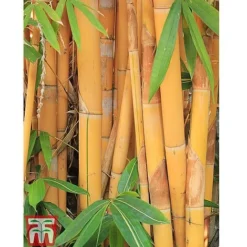 Golden Bamboo -Garden Central Sales Store GOLD KB0590 C