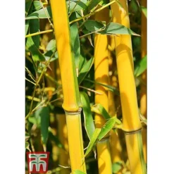 Golden Bamboo