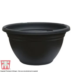 Primrose 'Arizona Bicolor' (Pre-Planted) -Garden Central Sales Store GR POT NEW