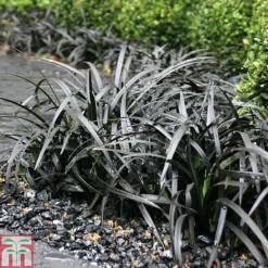 Grass Collection -Garden Central Sales Store GRAS T58571P C